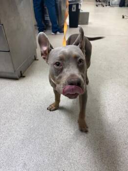 SWEET TEA -  Pit Bull Terrier Dog for Adoption in Riverside, California - SWEET TEA | PetCurious