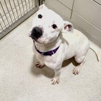 Cali -  Pit Bull Terrier and Mixed Breed Dog for Adoption - Cali | PetCurious