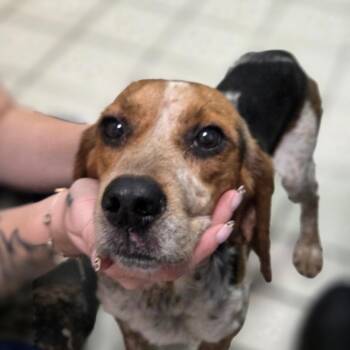Notadoodle -  Mixed Breed Dog for Adoption in Charleston, West Virginia - Notadoodle | PetCurious