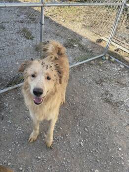 Rescue Golden Retriever Dogs for Adoption in Richmond, Kentucky - Sterling | PetCurious