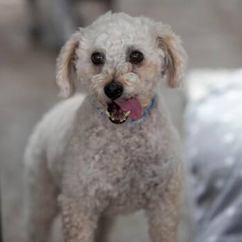 Luca (AG26-113) -  Miniature Poodle Dog for Adoption in Peyton, Colorado - Luca (AG26-113) | PetCurious