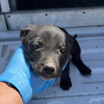 Pit Bull Terrier Dogs Available for Adoption in Edinburg, Texas - Georgia | PetCurious