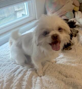 Cosmo -  Shih Tzu and Japanese Chin Dog for Adoption in Huntingtown, Maryland - Cosmo | PetCurious