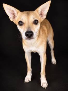 GOLDIE -  Italian Greyhound and Chihuahua Dog for Adoption in El Segundo, California - GOLDIE | PetCurious