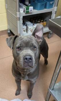 Pit Bull Terrier and Mixed Breed Dogs Available for Adoption in Cookeville, Tennessee - BRUCE | PetCurious