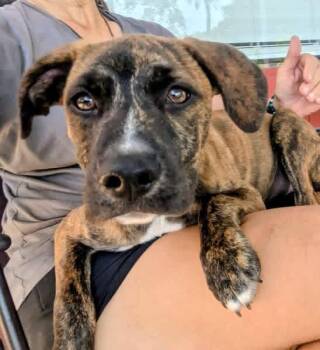 Moon Pie -  Plott Hound and Black Mouth Cur Dog for Adoption in Pensacola, Florida - Moon Pie | PetCurious