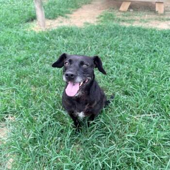 Emmer -  Beagle Dog for Adoption in Carencro, Louisiana - Emmer | PetCurious