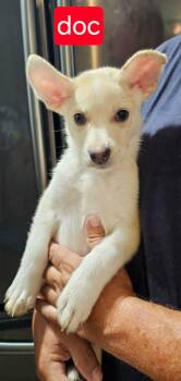 Doc -  Cattle Dog Dog for Adoption in Fort Worth, Texas - Doc | PetCurious