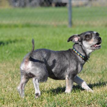 Harry -  Shih Tzu and Terrier Dog for Adoption in Union Gap, Washington - Harry | PetCurious