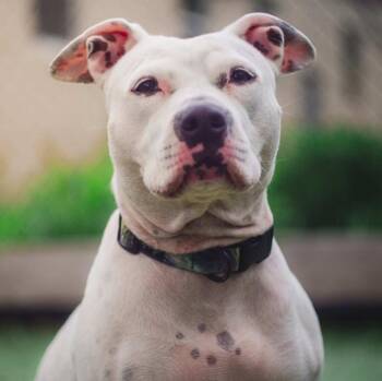 Lindy -  American Staffordshire Terrier and Mixed Breed Dog for Adoption in New York, New York - Lindy | PetCurious