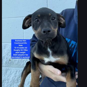 Coonhound Dogs Available for Adoption in Oviedo, Florida - Business Man | PetCurious