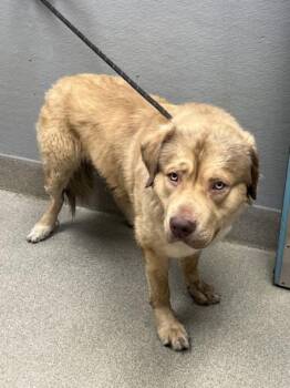 ASLAN -  Mastiff and Labrador Retriever Dog for Adoption in Las Vegas, Nevada - ASLAN | PetCurious