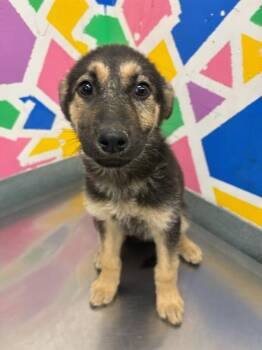 German Shepherd Dog and Mixed Breed Dogs Available for Adoption - SAHARA | PetCurious