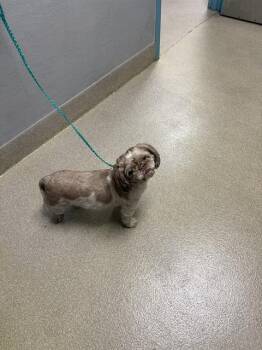 Shih Tzu and Mixed Breed Dogs Available for Adoption - JET 2 HOLIDAY | PetCurious