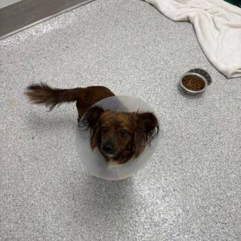 Dachshund Dogs Available for Adoption in Lake Havasu City, Arizona - Louie | PetCurious