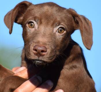 Mona-Available www.lhar.dog to apply -  Wirehaired Terrier and Cattle Dog Dog for Adoption in Frederick, Maryland - Mona-Available Www.lhar.dog To Apply | PetCurious