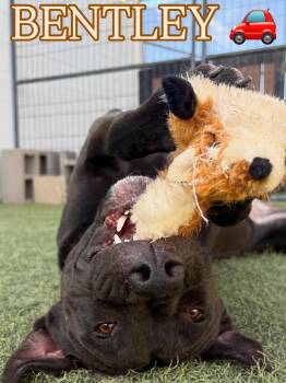 Black Labrador Retriever Dogs Available for Adoption - Bentley | PetCurious