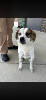 Nicholas -  Australian Terrier Dog for Adoption in Seaside Heights, New Jersey - Nicholas | PetCurious