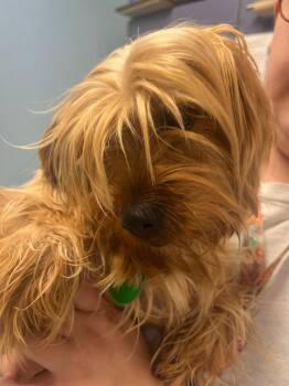 Silky Terrier Dogs Available for Adoption - Farrah (ID 50775/944) | PetCurious
