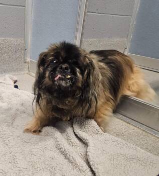 Norma -  Pekingese Dog for Adoption in Bloomington, Indiana - Norma | PetCurious