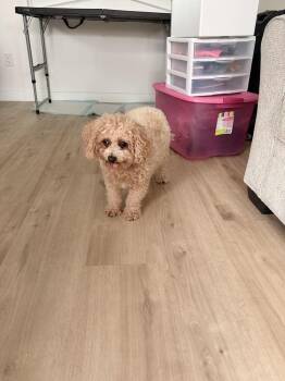 Hazel -  Poodle Dog for Adoption in Lancaster, California - Hazel | PetCurious