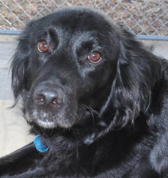 Black Labrador Retriever and Golden Retriever Dogs Available for Adoption - Midgie | PetCurious