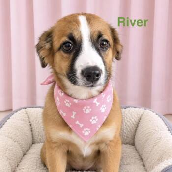 River -  Chihuahua and Mixed Breed Dog for Adoption in Rockville, Maryland - River | PetCurious