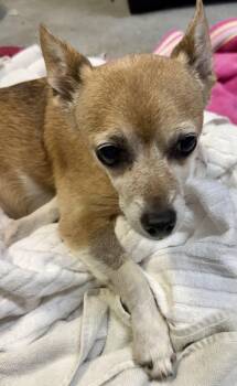 Noah Adorable Chi -  Chihuahua Dog for Adoption in Boca Raton, Florida - Noah Adorable Chi | PetCurious