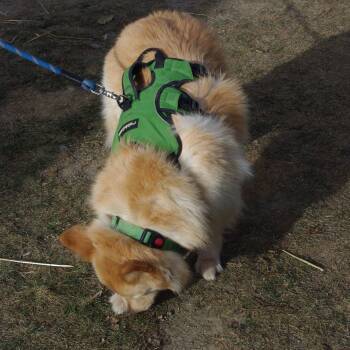 German Shepherd Dog and Chow Chow Dogs Available for Adoption in Baker City, Oregon - Frost | PetCurious