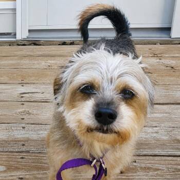 Bingo -  Mixed Breed Dog for Adoption in Rochester, Minnesota - Bingo | PetCurious