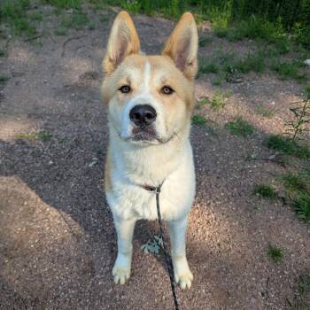 Rescue Akita Dogs for Adoption in Minneapolis, Minnesota - Bender | PetCurious