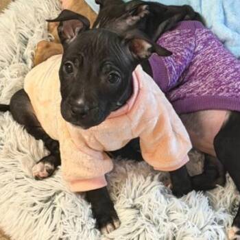 Pit Bull Terrier and Mixed Breed Dogs Available for Adoption - Kind | PetCurious