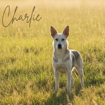 German Shepherd Dog Dogs Available for Adoption - CHARLIE GS | PetCurious