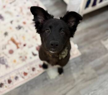 Border Collie and Black Labrador Retriever Dogs Available for Adoption - Kara Belle Happy  | PetCurious