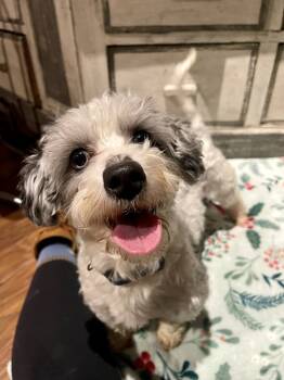 Rescue Mixed Breed Dogs for Adoption in Poughkeepsie, New York - Moses | PetCurious