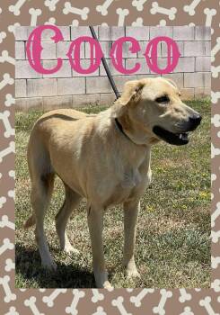 Rescue Labrador Retriever Dogs for Adoption in Longview, Texas - Coco | PetCurious