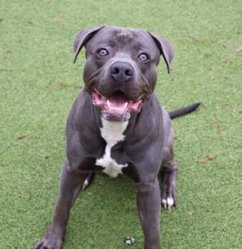 Mixed Breed Dogs Available for Adoption in Athens, Georgia - King Kong | PetCurious
