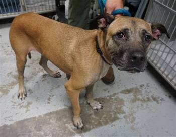 Rescue Black Mouth Cur Dogs for Adoption in Ocala, Florida - STORM | PetCurious