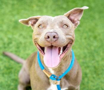 Rescue Pit Bull Terrier Dogs for Adoption in San Jose, California - BUCKLEY | PetCurious