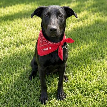 Wayne -  Labrador Retriever and Mixed Breed Dog for Adoption in Houston, Texas - Wayne | PetCurious