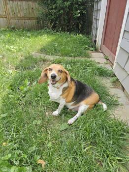 Rescue Beagle Dogs for Adoption in Cincinnati, Ohio - Belle | PetCurious