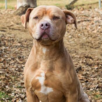 Rescue Pit Bull Terrier Dogs for Adoption in Versailles, Kentucky - Eros | PetCurious