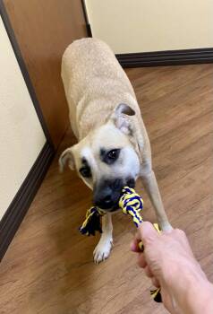 Rescue Anatolian Shepherd and Black Mouth Cur Dogs for Adoption in Dallas, Texas - Maddy J | PetCurious