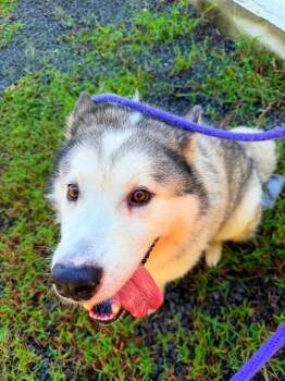 Tasi (ID 53003) -  Alaskan Malamute Dog for Adoption in Manassas, Virginia - Tasi (ID 53003) | PetCurious