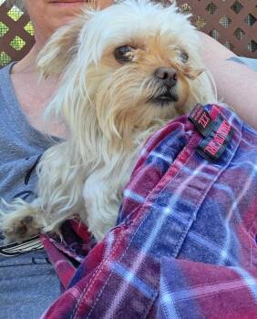Geronimo -  Shih Tzu Dog for Adoption in Syracuse, Indiana - Geronimo | PetCurious