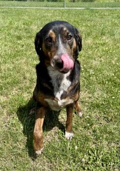 CHERRY BLOSSOM -  Black And Tan Coonhound and Mixed Breed Dog for Adoption in Kalamazoo, Michigan - CHERRY BLOSSOM | PetCurious