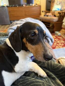Dachshund Dogs Available for Adoption in Sioux Falls, South Dakota - Gus | PetCurious