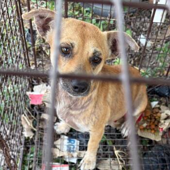 Eliza -  Chihuahua Dog for Adoption in Edinburg, Texas - Eliza | PetCurious
