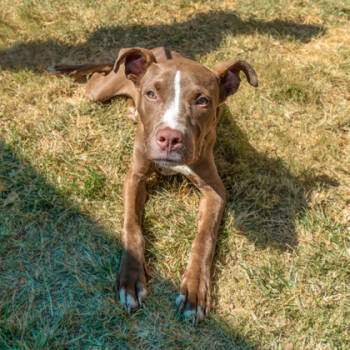 Rescue Mixed Breed Dogs for Adoption in Atlanta, Georgia - The Miz (Jupiter) | PetCurious