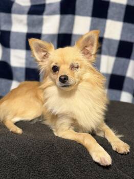 Rambo -  Pomeranian and Chihuahua Dog for Adoption in Garland, Texas - Rambo | PetCurious